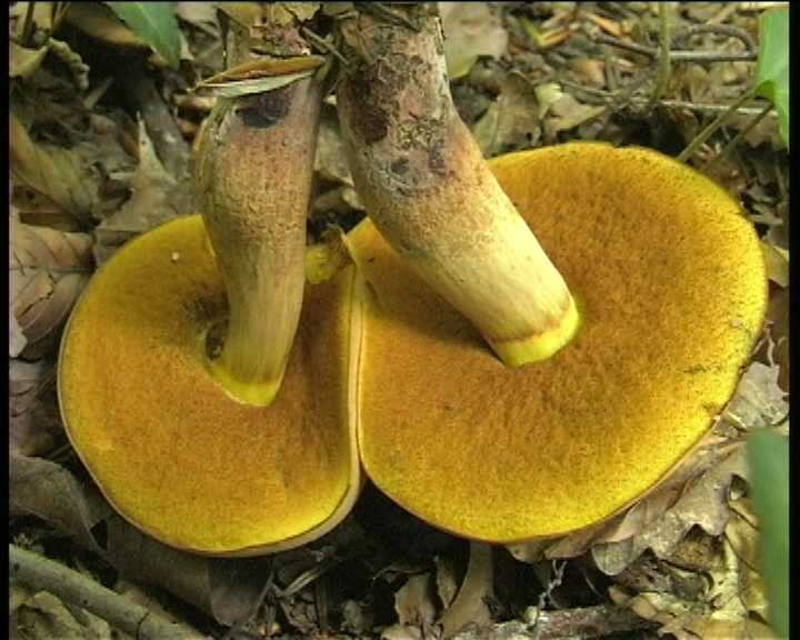 Winkel   ( FRA )   28.08.2004    1 Serie